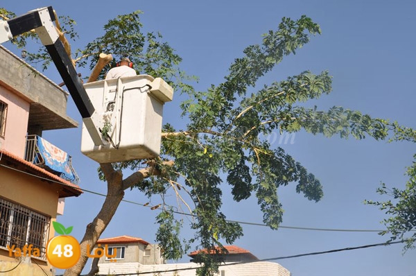 trees lud 1112 (22).JPG